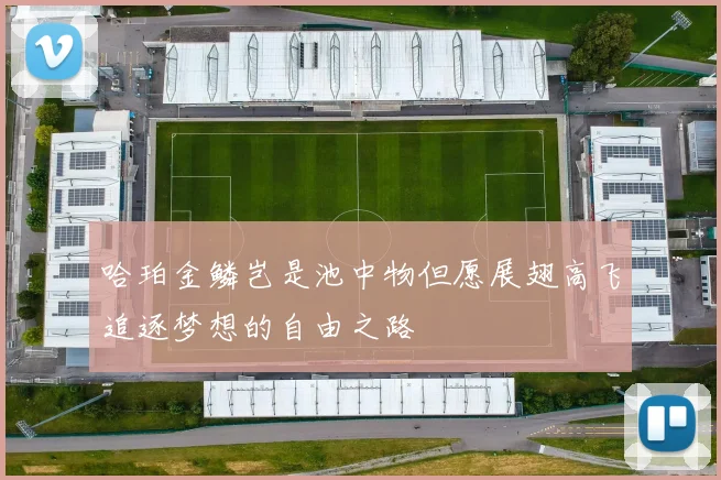 哈珀金鳞岂是池中物但愿展翅高飞追逐梦想的自由之路